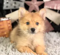 Alvin, a male Pomeranian for sale in Lamar, MO – 1 of 8