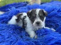Brit, a female Miniature Schnauzer for sale in Lamar, MO – 5 of 7