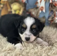 Blaze, a male Toy Australian Shepherd for sale in Lamar, MO – 3 of 5