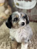 Elvis, a male Toy Australian Shepherd for sale in Lamar, MO – 3 of 6