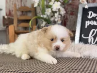 Ernie, a male Pomeranian for sale in Lamar, MO – 6 of 7