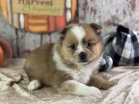 Sunny, a male Pomeranian for sale in Lamar, MO – 7 of 7