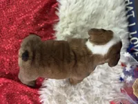Whoopi, a female English Bulldog for sale in Lamar, MO – 6 of 6
