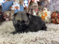 Fudge, a male Pomeranian for sale in Lamar, MO – 2 of 6