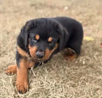 Draco, a male Rottweiler for sale in Lamar, MO – 4 of 8