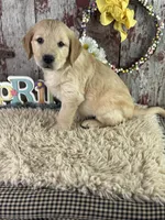 TImmy, a male Golden Retriever for sale in Lamar, MO – Photo 4 of 4