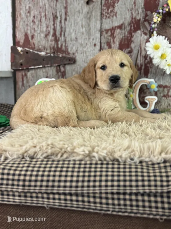 TImmy – Golden Retriever puppy for sale in Lamar, MO