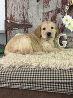 TImmy, a male Golden Retriever for sale in Lamar, MO – Photo 1 of 4