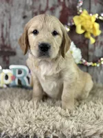 TImmy, a male Golden Retriever for sale in Lamar, MO – Photo 2 of 4