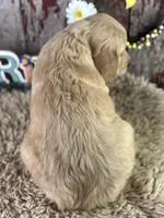 TImmy, a male Golden Retriever for sale in Lamar, MO – Photo 3 of 4