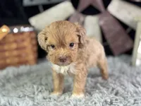 Lukas, a male Miniature Aussiedoodle for sale in Lamar, MO – 4 of 7
