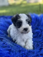 Bunny, a female Miniature Schnauzer for sale in Lamar, MO – 3 of 7