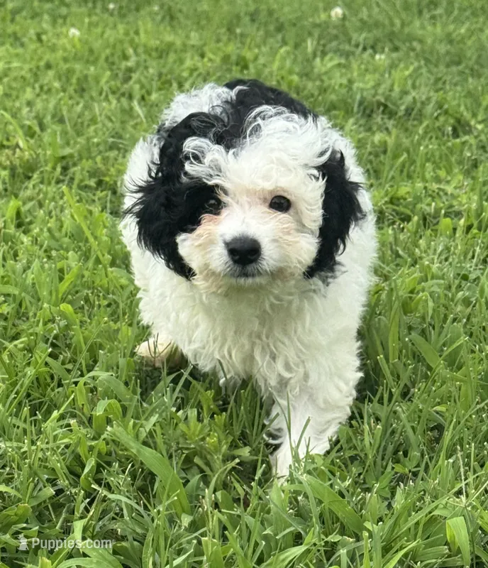 Lauren – Miniature Aussiedoodle puppy for sale in Lamar, MO
