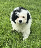 Lauren, a female Miniature Aussiedoodle for sale in Lamar, MO – 1 of 7