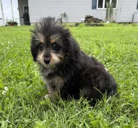 Lexis, a female Miniature Aussiedoodle for sale in Lamar, MO – 4 of 4
