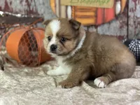 Sunny, a male Pomeranian for sale in Lamar, MO – 3 of 7