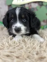 Chip, a male Miniature Australian Shepherd for sale in Lamar, MO – Photo 4 of 5