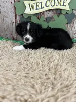 Chip, a male Miniature Australian Shepherd for sale in Lamar, MO – Photo 5 of 5