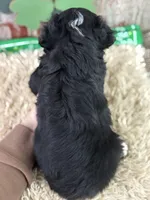 Chip, a male Miniature Australian Shepherd for sale in Lamar, MO – Photo 3 of 5