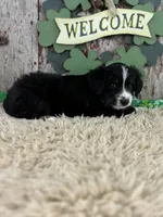 Chip, a male Miniature Australian Shepherd for sale in Lamar, MO – Photo 2 of 5