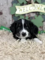 Chip, a male Miniature Australian Shepherd for sale in Lamar, MO – Photo 1 of 5