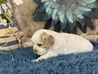 Juno, a male Cocker Spaniel for sale in Lamar, MO – 2 of 6