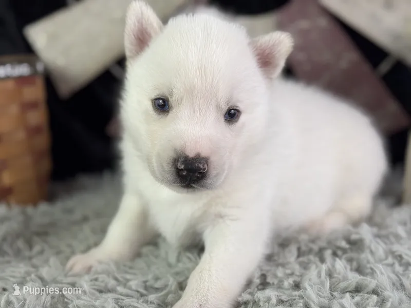 Aldus, a male Siberian Husky for sale in Lamar, MO – 1 of 6