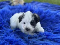 Bessie, a female Miniature Schnauzer for sale in Lamar, MO – 6 of 7