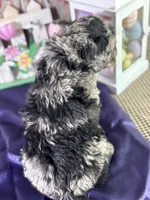 Troy, a male Goldendoodle for sale in Lamar, MO – Photo 4 of 4