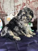 Troy, a male Goldendoodle for sale in Lamar, MO – Photo 3 of 4