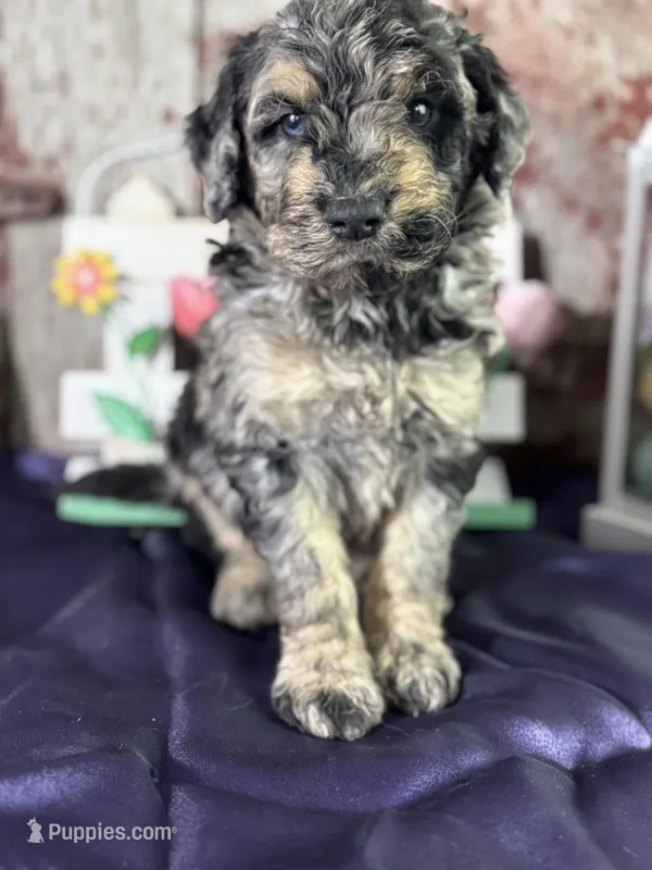 Troy – Goldendoodle puppy for sale in Lamar, MO