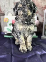 Troy, a male Goldendoodle for sale in Lamar, MO – Photo 1 of 4