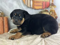 Donner, a male Rottweiler for sale in Lamar, MO – 4 of 4