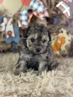 Steffi, a female Miniature Aussiedoodle for sale in Lamar, MO – 3 of 6