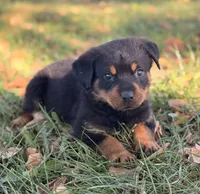 Sweetie Pie, a female Rottweiler for sale in Lamar, MO – 7 of 7