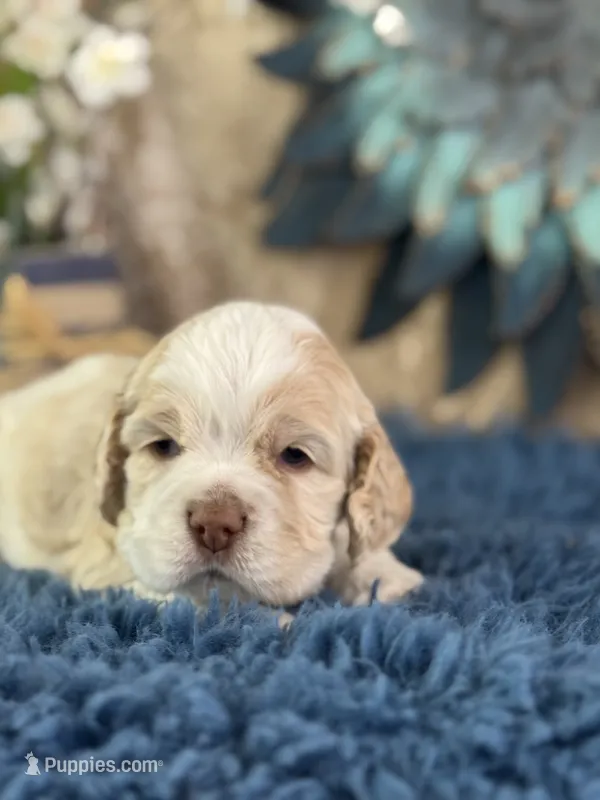 Jax – Cocker Spaniel puppy for sale in Lamar, MO