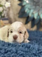 Jax, a male Cocker Spaniel for sale in Lamar, MO – 1 of 6