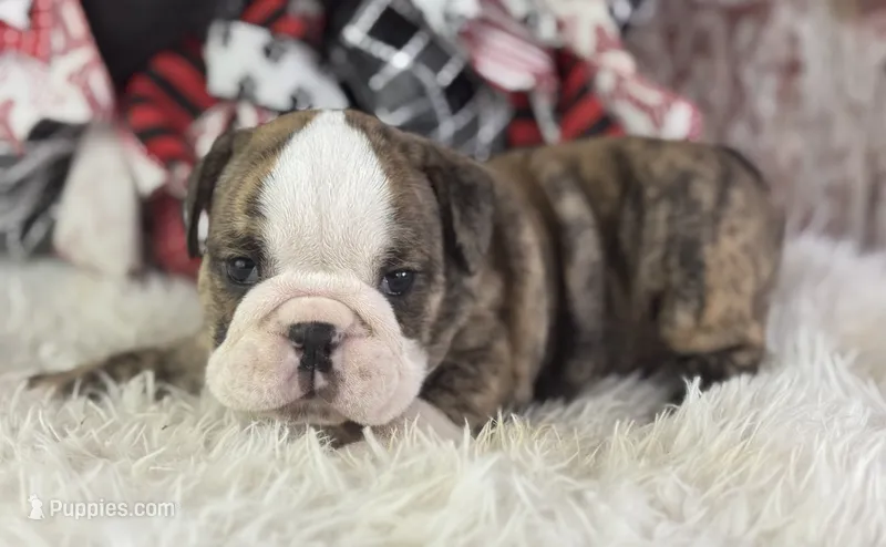 Astro – English Bulldog puppy for sale in Lamar, MO