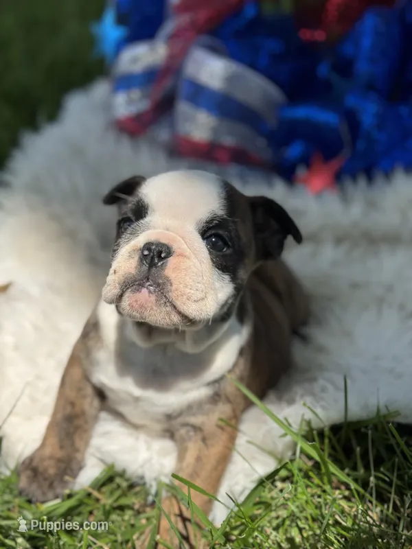 Wisper – English Bulldog puppy on hold in Lamar, MO