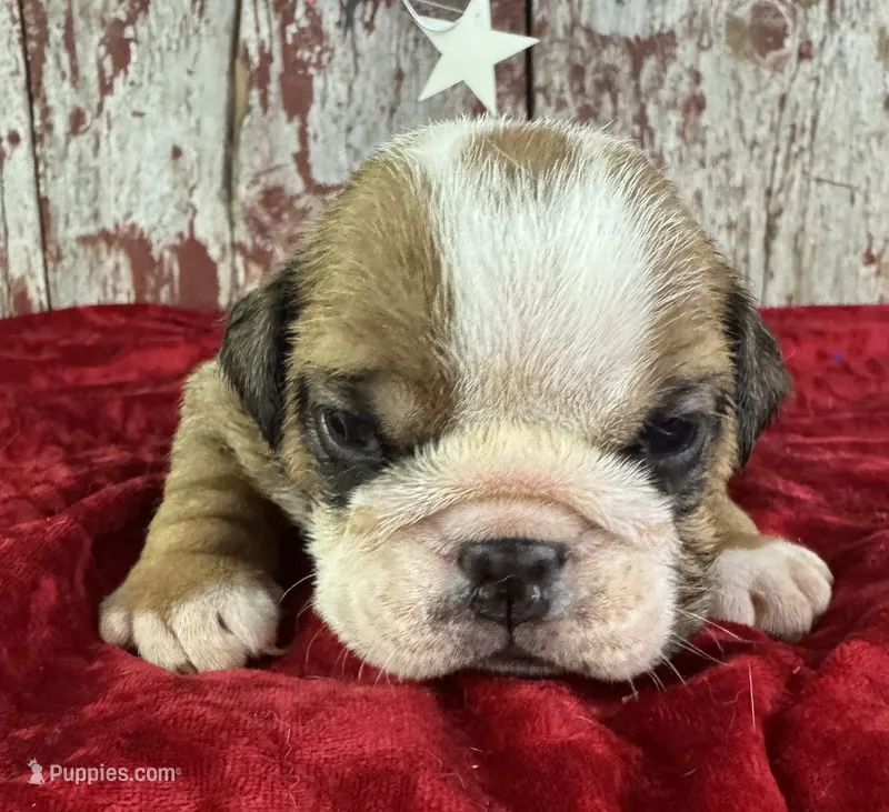Avery – English Bulldog puppy for sale in Lamar, MO