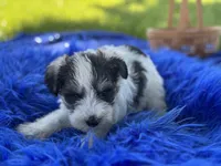 Bangle, a male Miniature Schnauzer for sale in Lamar, MO – 6 of 7