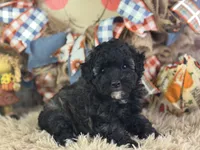 Dazzler, a male Miniature Aussiedoodle for sale in Lamar, MO – 1 of 8