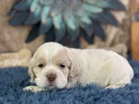 Jolene, a female Cocker Spaniel for sale in Lamar, MO – 2 of 6