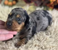 Markos, a male Miniature Dachshund for sale in Lamar, MO – 1 of 8