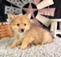 Alvin, a male Pomeranian for sale in Lamar, MO – 6 of 8