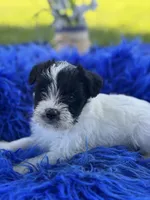 Bliss, a female Miniature Schnauzer for sale in Lamar, MO – 5 of 7