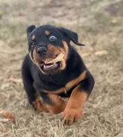 Darcy, a female Rottweiler for sale in Lamar, MO – 7 of 8