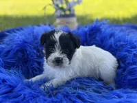 Bliss, a female Miniature Schnauzer for sale in Lamar, MO – 1 of 7