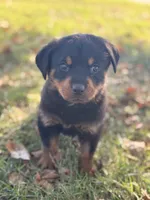 Sweetie Pie, a female Rottweiler for sale in Lamar, MO – 1 of 7