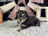 Levi, a male Miniature Aussiedoodle for sale in Lamar, MO – 6 of 7